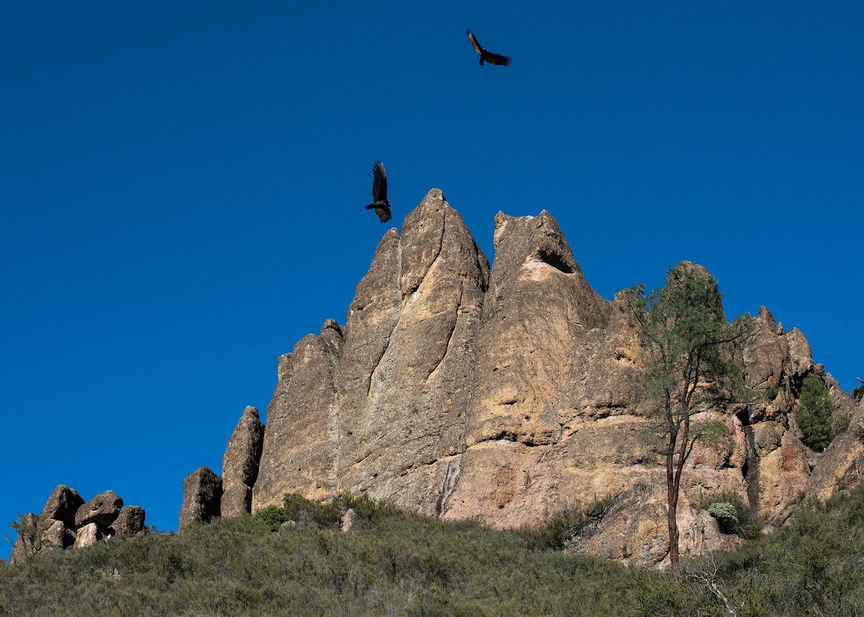 Pinnacles - Condors