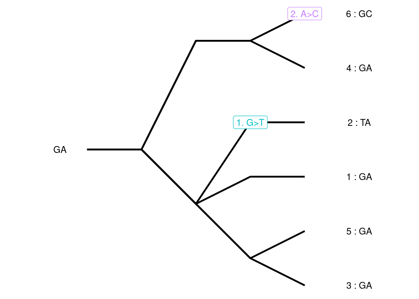 Tree For Coalescent Simulation With Mutations